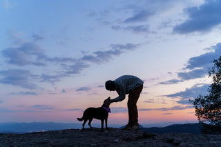 Animals & Pets