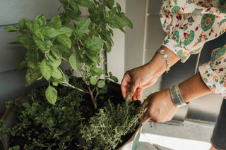 The Kitchen Herb Garden Workshop - World of Shortcuts